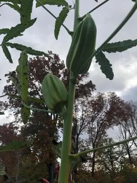 Okra Stock Photos