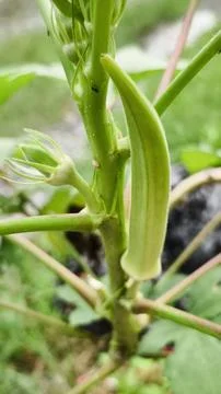 Okra Stock Photos