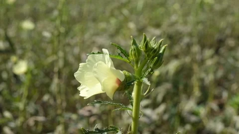 Okra plant close up Video stock 140408577
