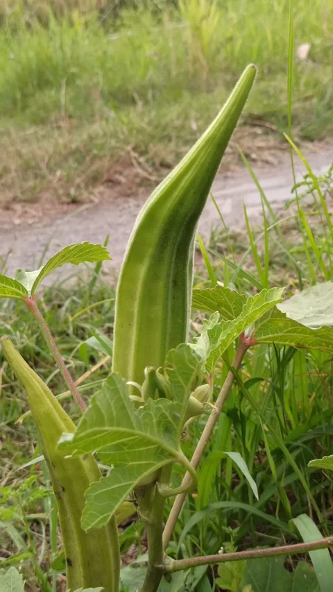 Okra on the Plant Stock Footage 318540396