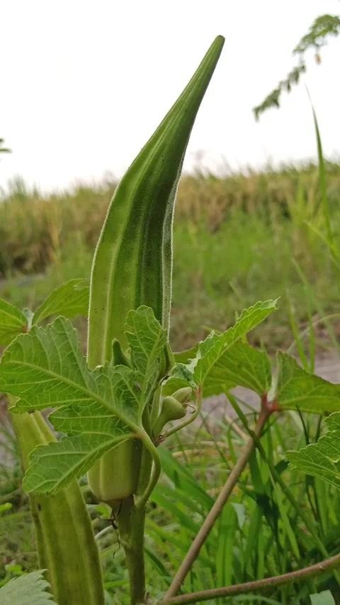 Okra on the Plant Stock Footage 318540408