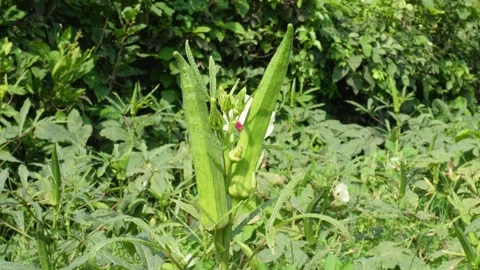 Okra Plant Stock Footage 335218290