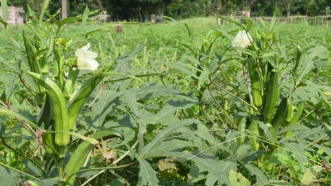 Okra Plant Stock Footage 335218322