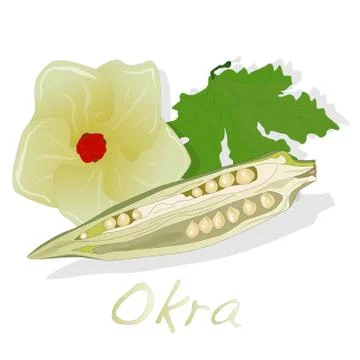 Okra plant vector illustration Stock Illustration