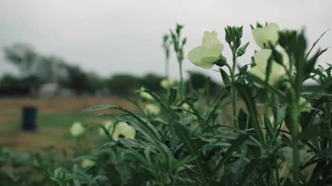 Okra plants blowing in the wind 動画素材 138534652
