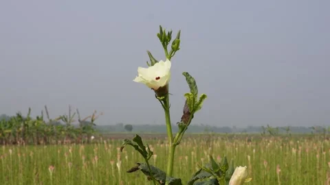 Okra plants Видео 332586807