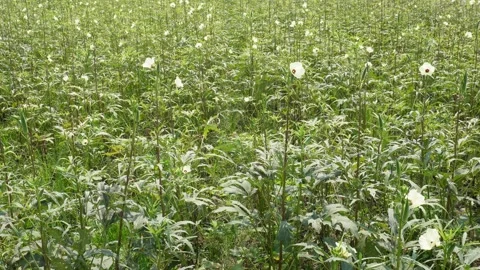 Okra plants 库存影片 341772056