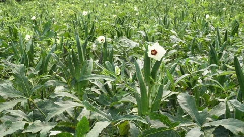 Okra plants Stock Footage 346722002
