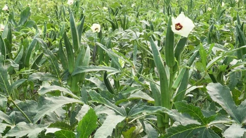 Okra plants Stock Footage 346722485