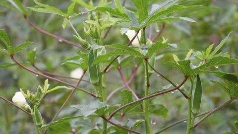 Okra plants growing Stock Footage 319930099