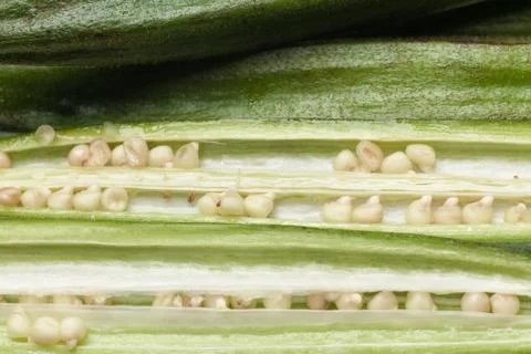 Okra with seeds Stock Photos