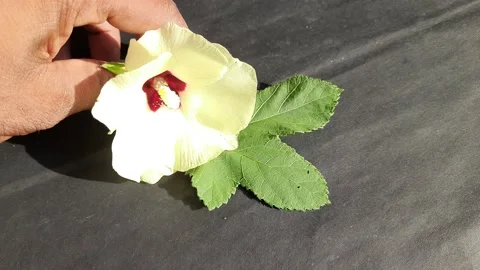 Okra vegetable and flower in black background. Stock Footage 214935880