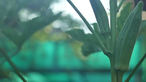 Okras on the tree Stock Footage 96993681