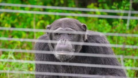 Ol Pejeta Chimpanzee Stock Footage 305124622