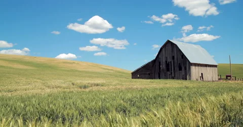 Old abandoned barn in wheat field dolly moving tracking 스톡 동영상 51357497