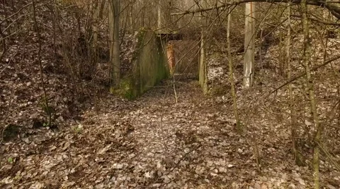 Old Abandoned Building In The Forest Stock Footage 61785222