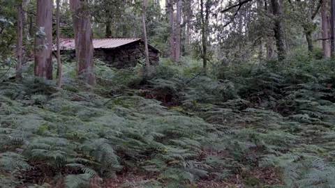 An old abandoned forest cabin. Vídeos de archivo 311910988