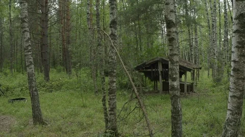 An old, abandoned moose feeder, in a birch forest, taken from a copter Stock Footage 111726562