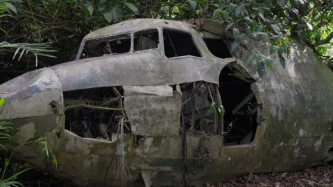 Old abandoned plane wreck in dense jungle overgrown with vegetation Stock Footage 314919697