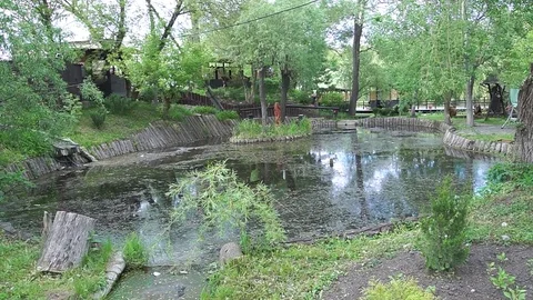 An old abandoned pond. Stock Footage 76596015