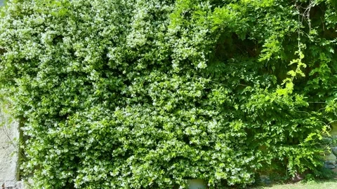 Old Abandoned Rustic House with Window and Roses Flower in a Sunny Day 動画素材 244635041