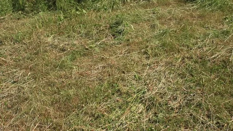 Old, abandoned, rusty Soviet combine harvester in grass Stock Footage 97801191