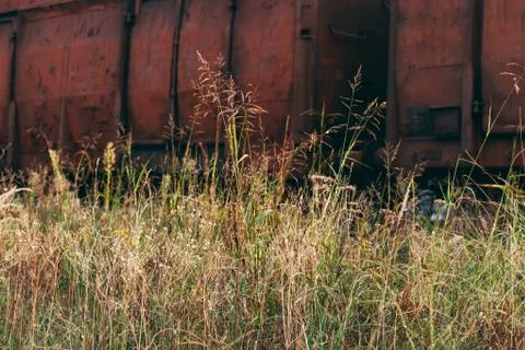 Old abandoned train, red from rust, hidden in field of tall grass Stock Photos