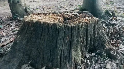 Old abandoned tree Stump in the Woods Vídeo Stock 107649933