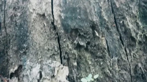 Old abandoned tree Stump in the Woods in southeastern Europe Vídeo Stock 107723298