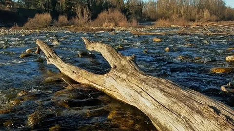 Old abandoned trunk in the middle of the river Stock Footage 298501188