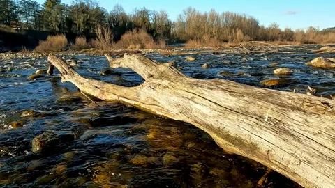 Old abandoned trunk in the middle of the stream Stock Footage 303731190