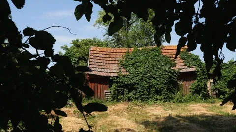 An old abandoned weathered shack covered hut covered with green ivy Stock Footage 91306155