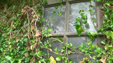 Old abandoned window with grass over Stock Footage 112794454