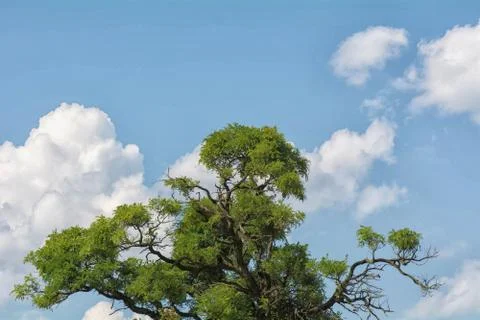 Old acacia 스톡 사진