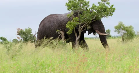 Old African Elephant Scratching on Tree and Walking Through High Grass Kruger Stock Footage 340404757