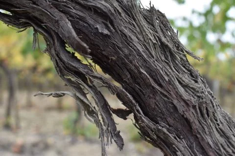 The old aged olive tree with strength in Tuscany Italy Foto stock