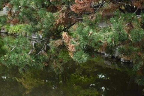 The old aged pine trees on the water Stock Photos