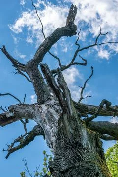 An old, aged, withered, cracked tree Fotos de archivo
