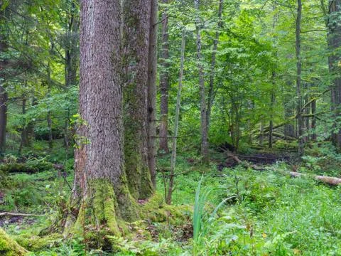 Old alder tree in foreground Stock Photos
