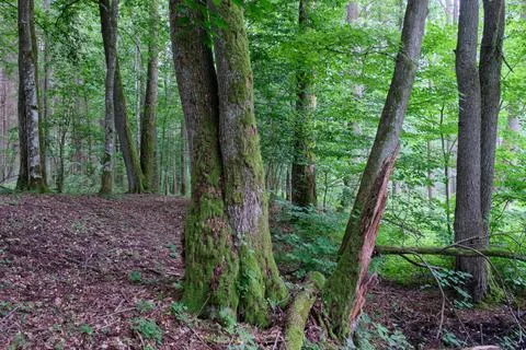 Old alder trees in summertime deciduous forest nex to river, Bialowieza Fores Stock Photos