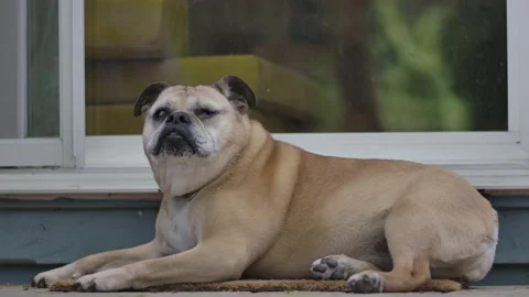 Old alert dog lying down outside patio door hears something Stock Footage 155633110