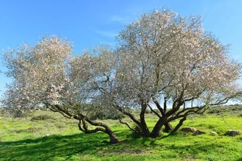 Old almond tree in bloom Stock Photos