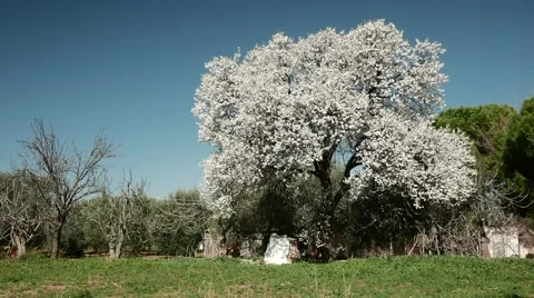 Old Almond Tree in Lush Bloom, 4K. Video stock 61178963