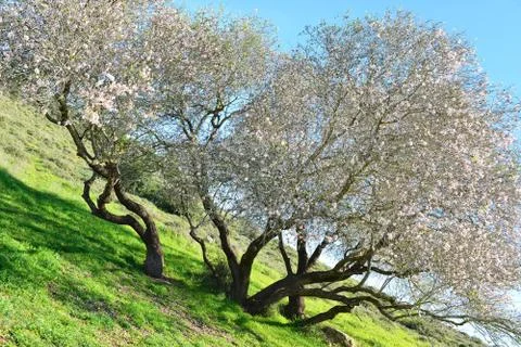 Old almond tree Stock Photos