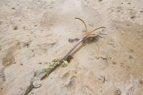 Old Anchor on the beach Stock Photos