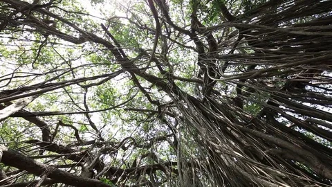 Old ancient Banyan tree with long roots that start at top of branches to ground Stock Footage 76975359