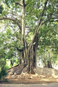 Old ancient big tree with thick roots Stock Photos