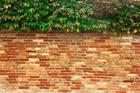 Old ancient brick wall with a cap of green leaves Stock Photos