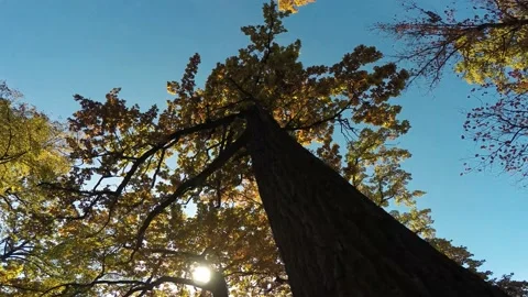 Old ancient centuries-old oaks trees with foliage in the autumn forest Stock Footage 221271167