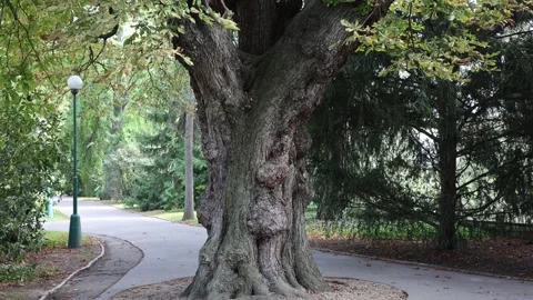 Old ancient chestnut tree in the park Stock Footage 285328483
